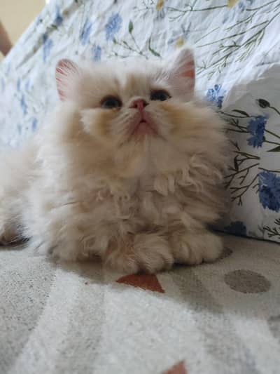 persian female kitten