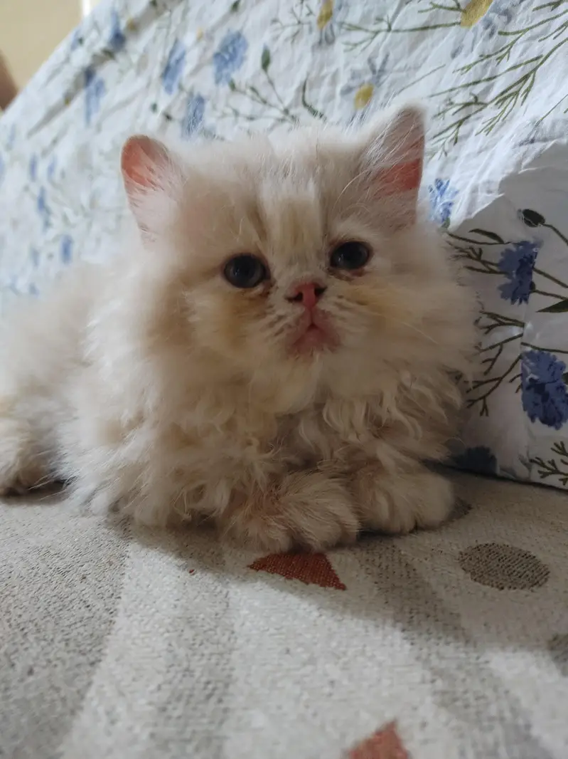 persian female kitten — photo 2