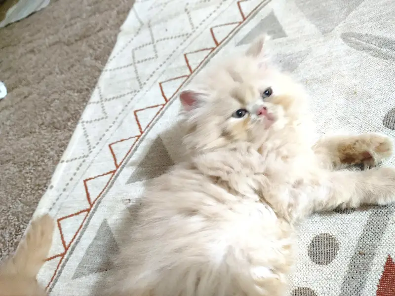 persian female kitten — photo 3