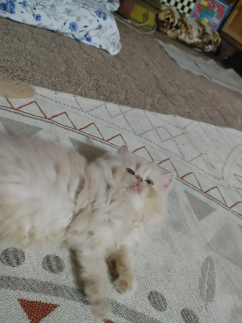 persian female kitten — photo 4