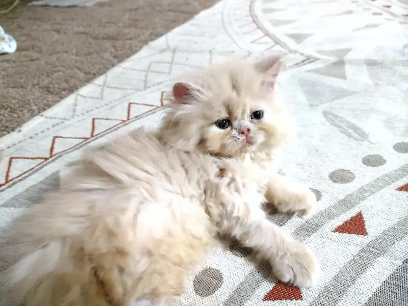 persian female kitten — photo 5