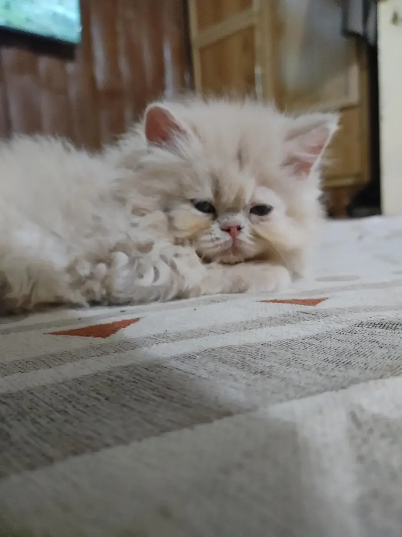 persian female kitten — photo 6
