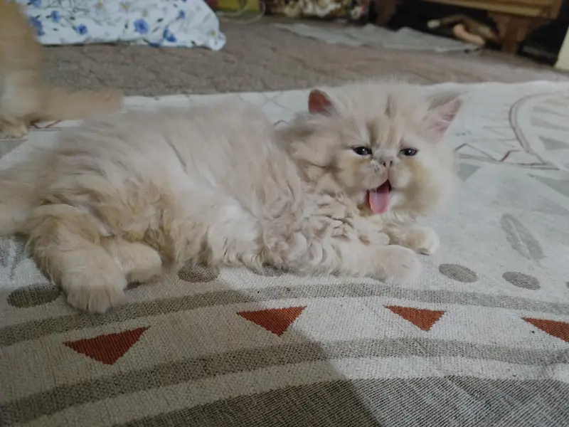 persian female kitten — photo 7