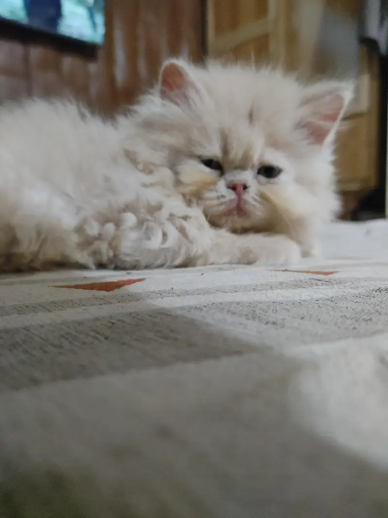 persian female kitten — photo 8