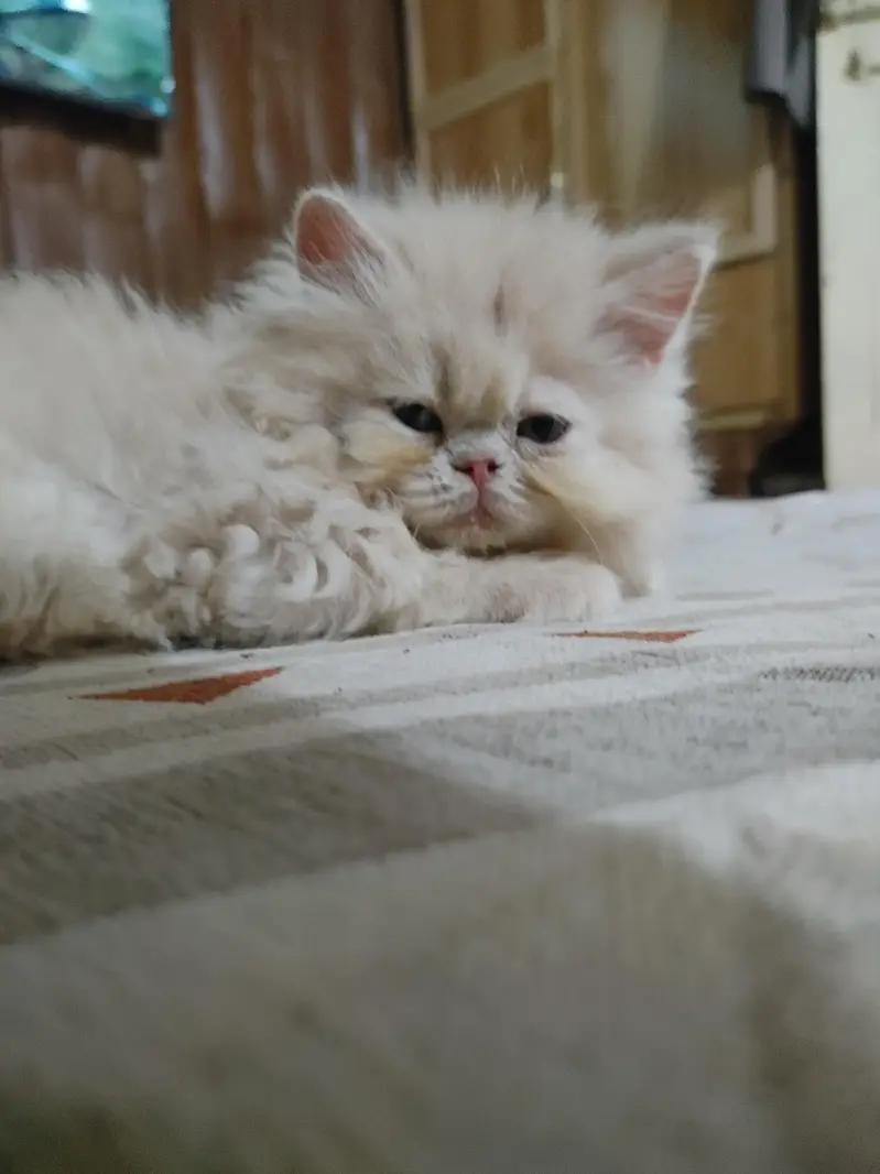 persian female kitten — photo 9