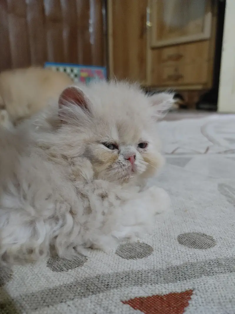 persian female kitten — photo 10
