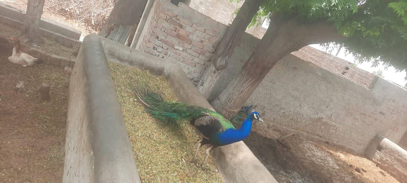 peacock 0