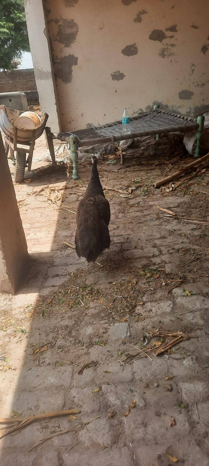peacock 1