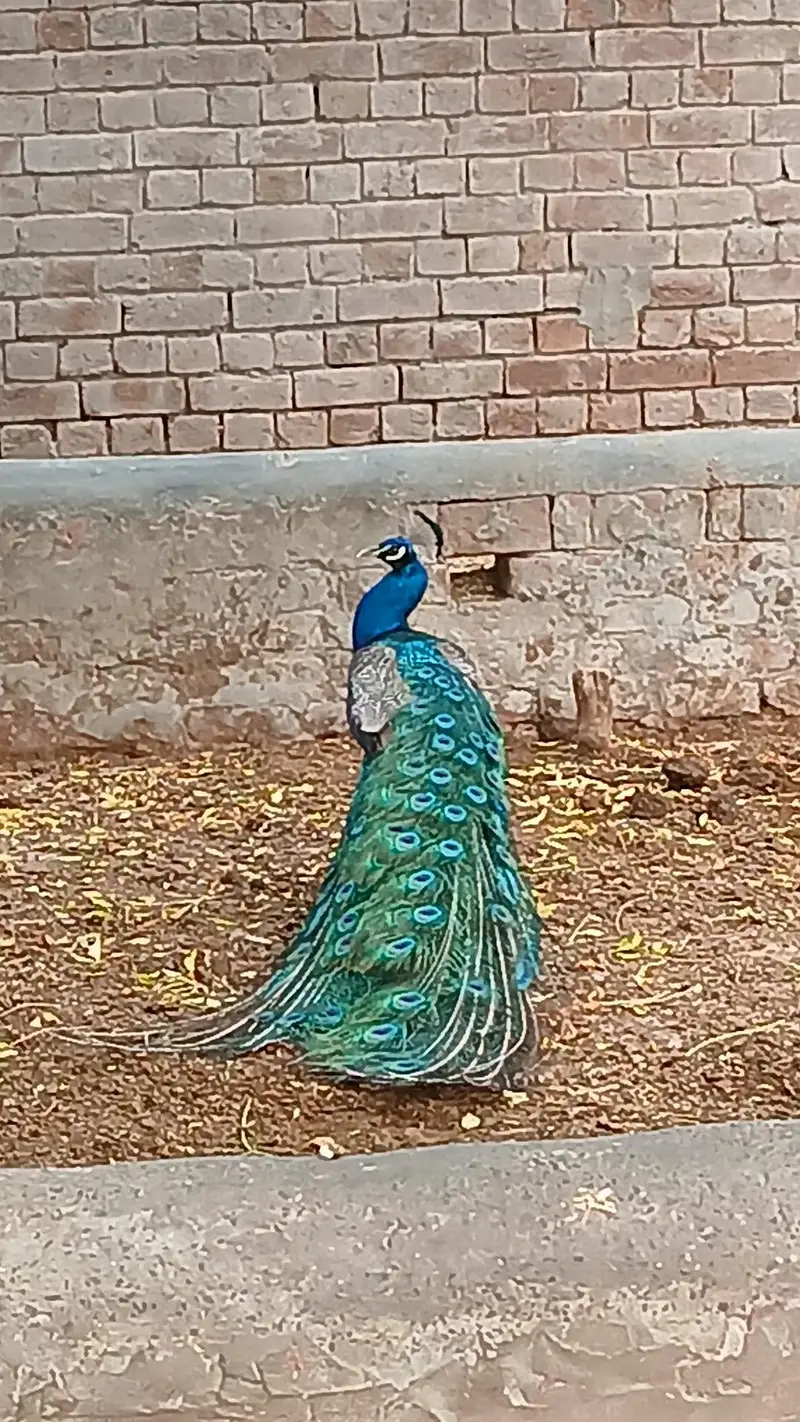 peacock — photo 3