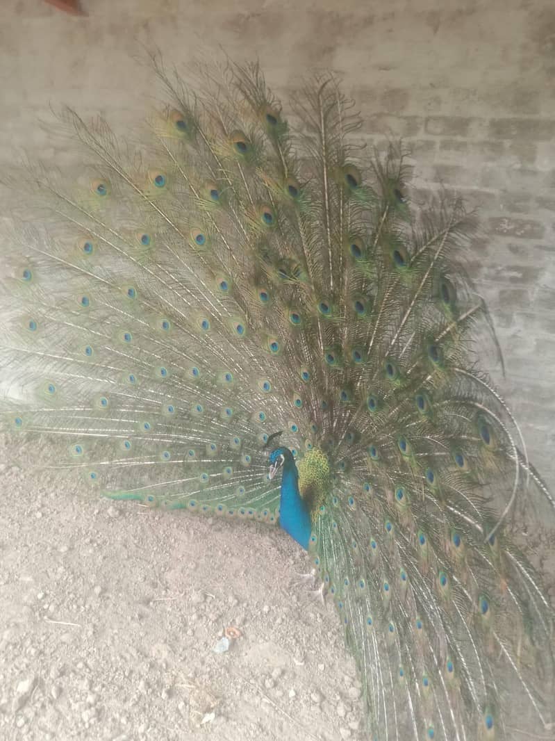 peacock 3