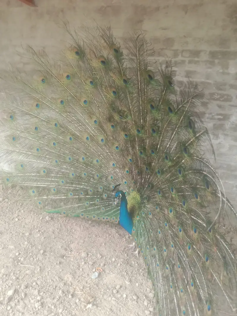 peacock — photo 4