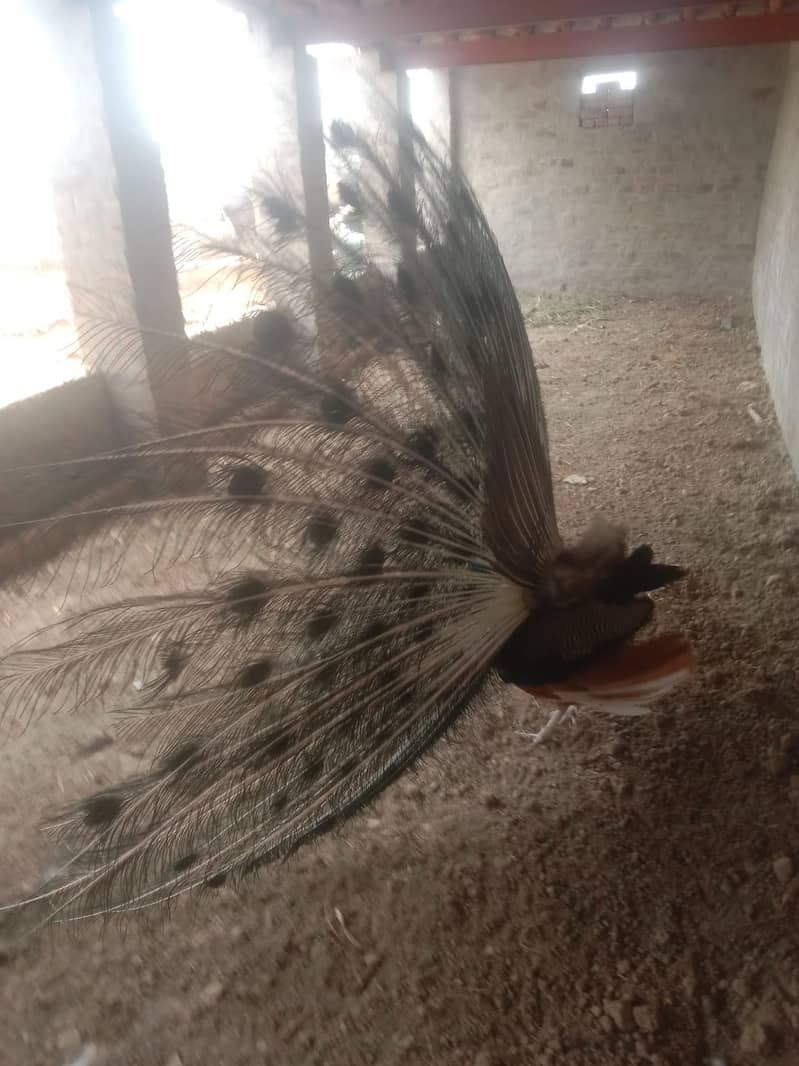 peacock 4