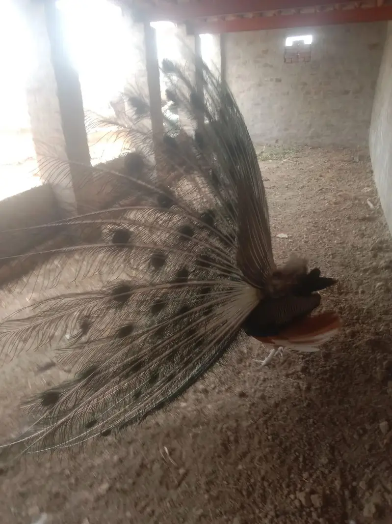 peacock — photo 5