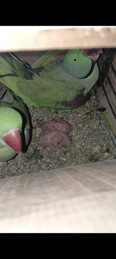 Raw breeder pair