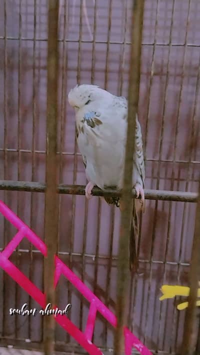 Hogo pair and exibtion Pairs for sale