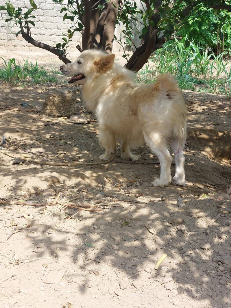 security dog 3