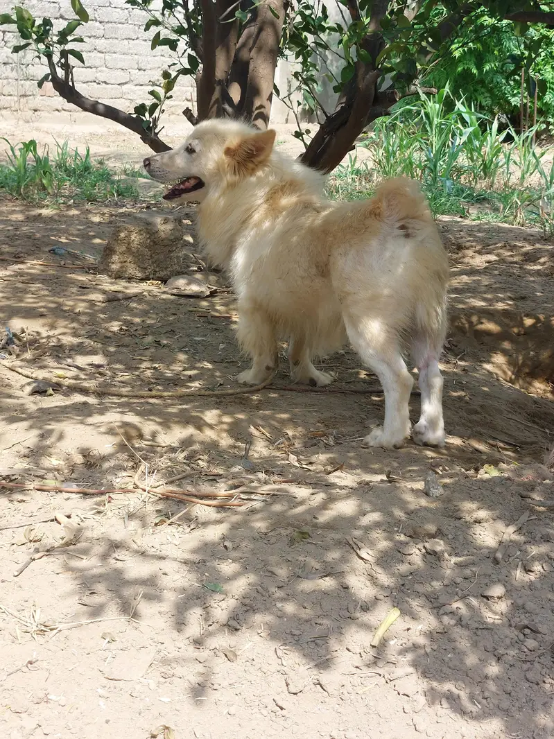 security dog — photo 4