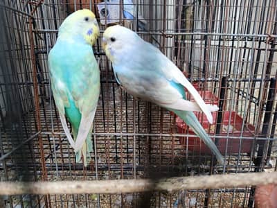 Rainbow Budgies for sale