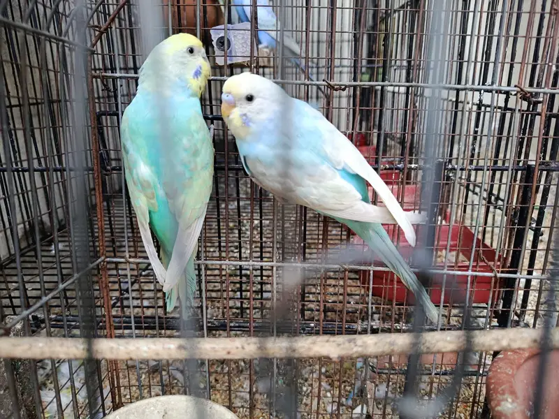 Rainbow Budgies for sale — photo 2