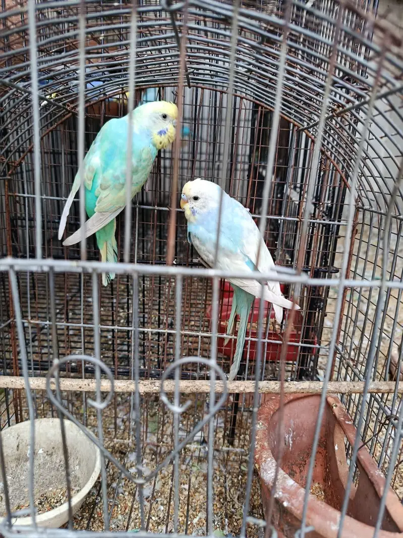 Rainbow Budgies for sale — photo 3
