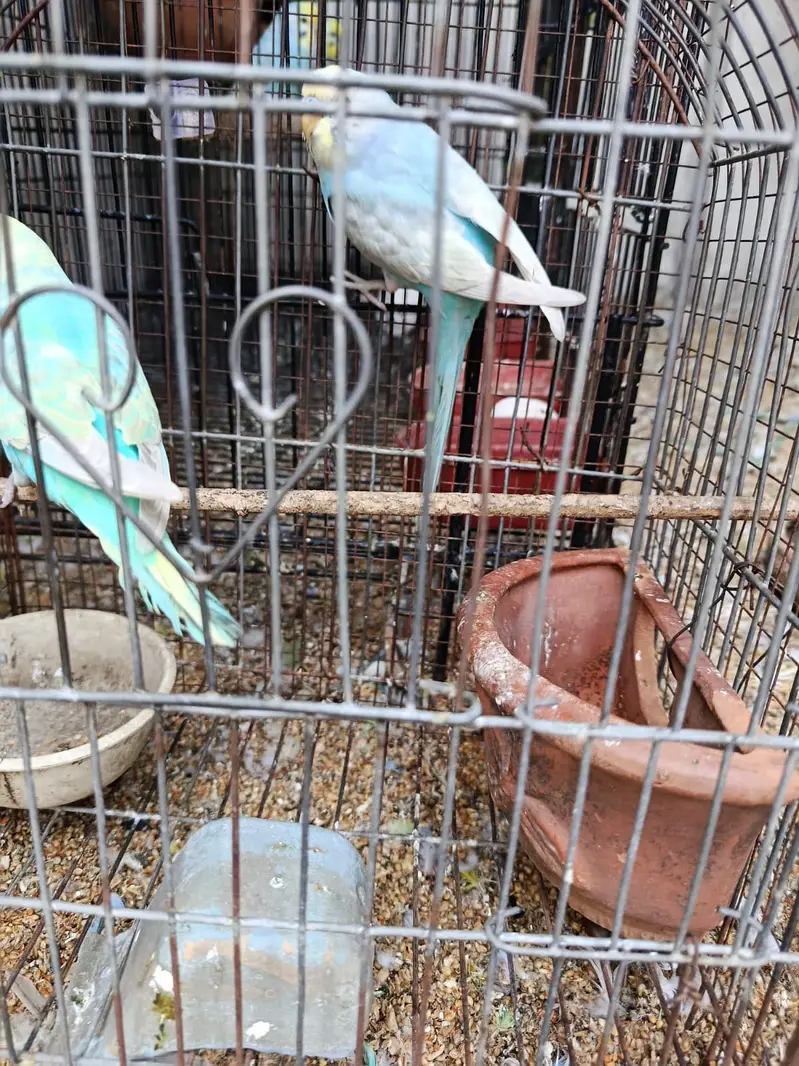 Rainbow Budgies for sale — photo 4