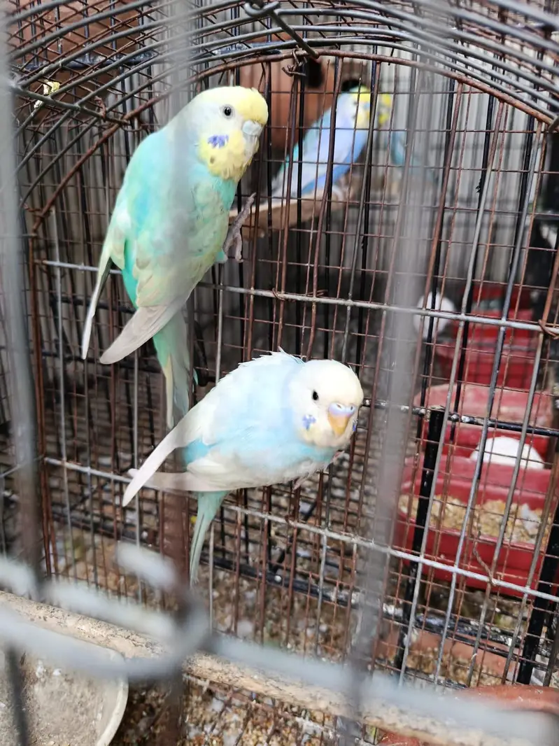 Rainbow Budgies for sale — photo 5