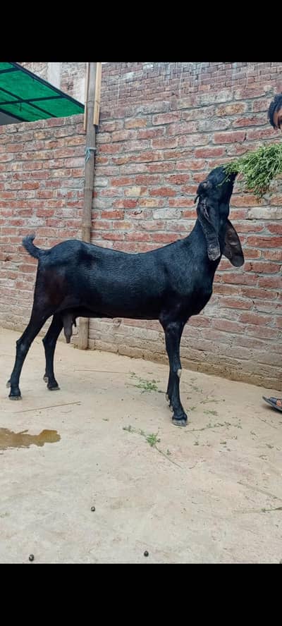 goat for sale