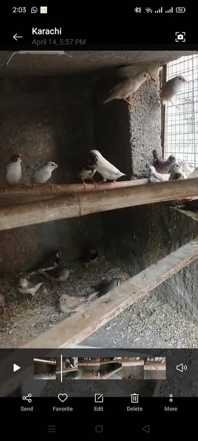 Finch available.  different mutation
