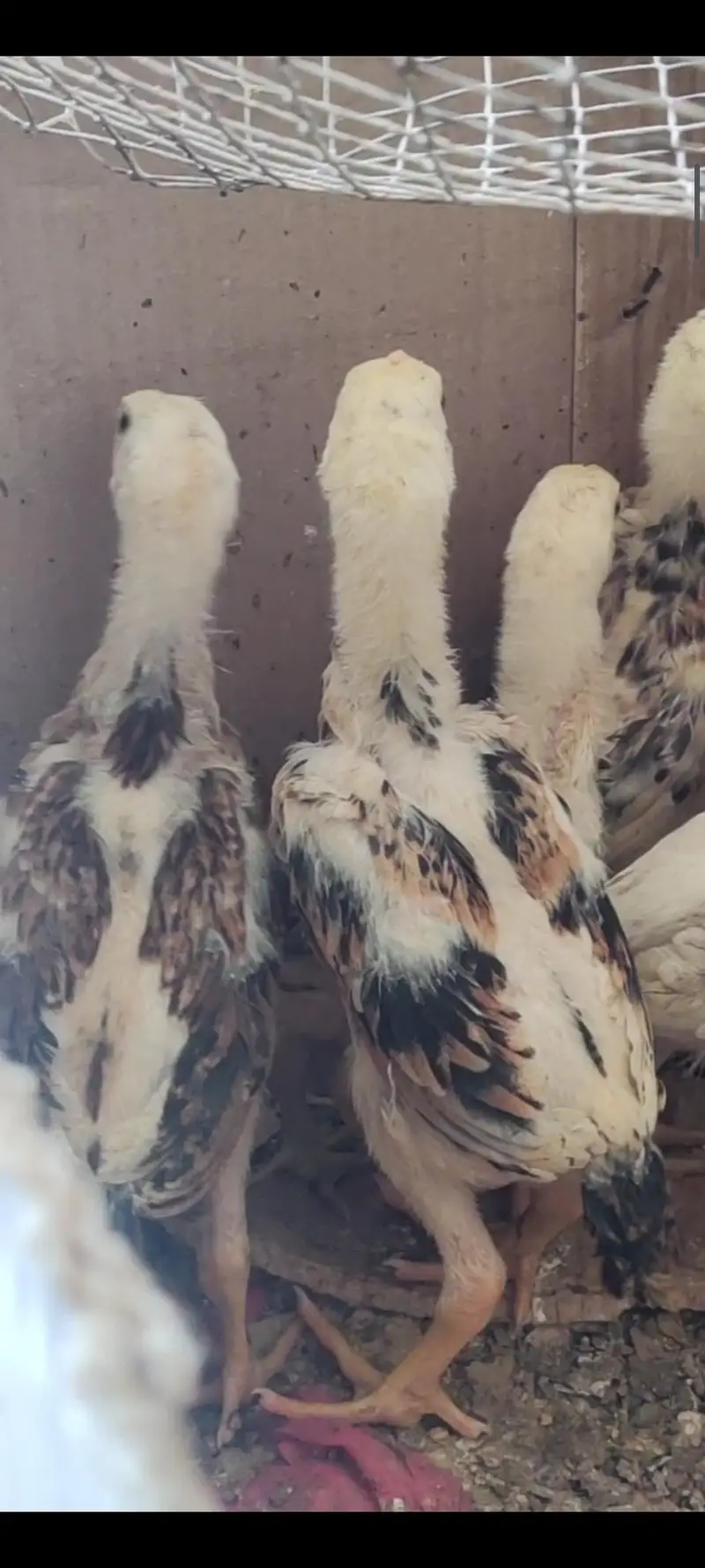 shamo chicks — photo 2