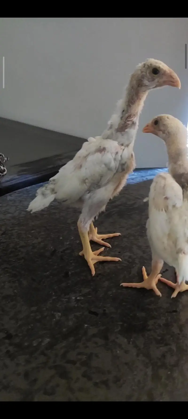 shamo chicks — photo 3