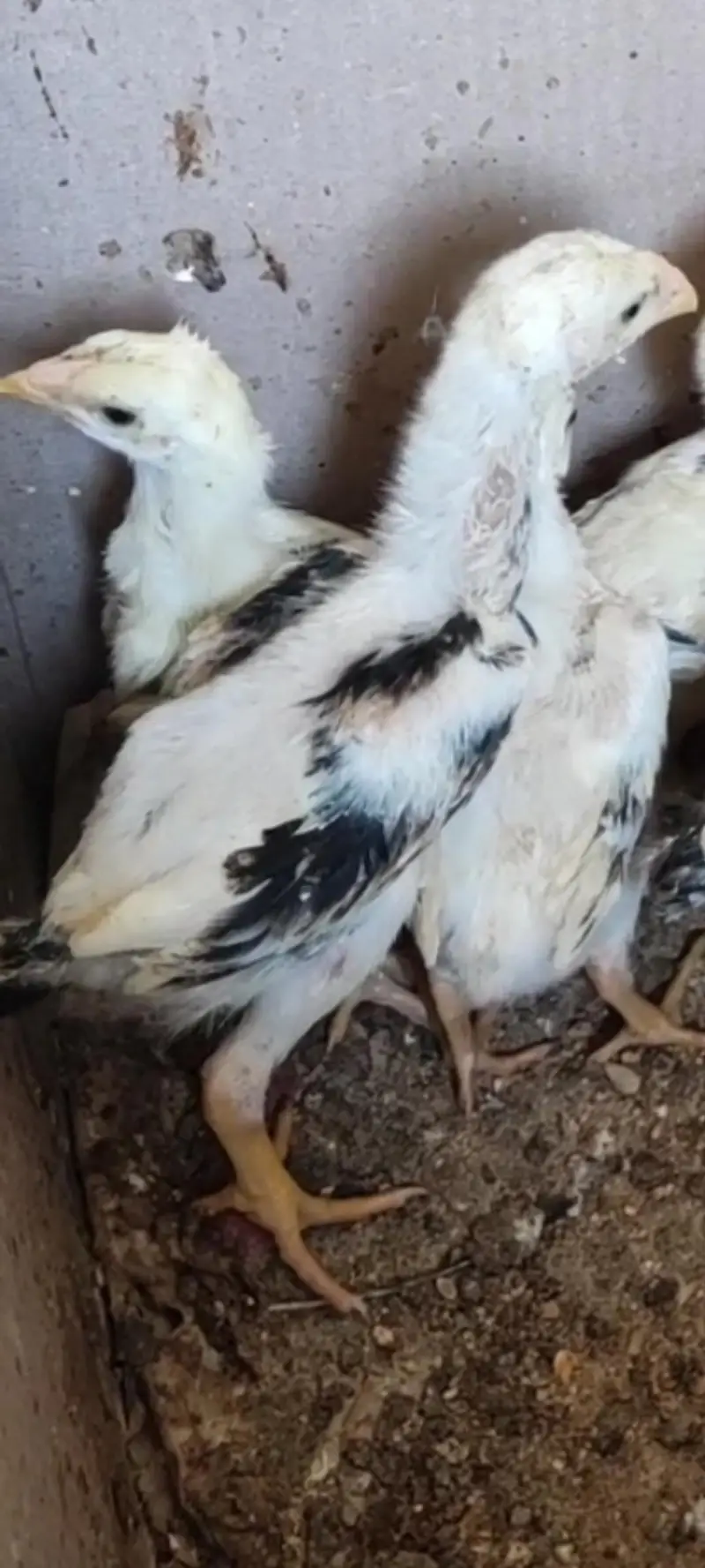 shamo chicks — photo 5