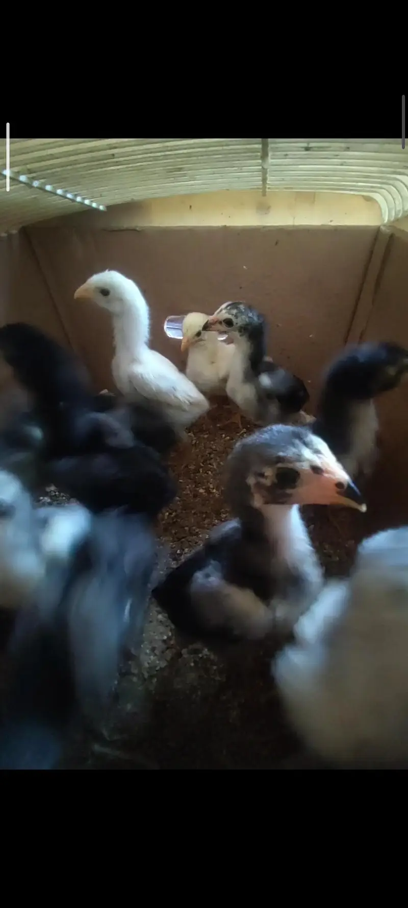 shamo chicks — photo 6