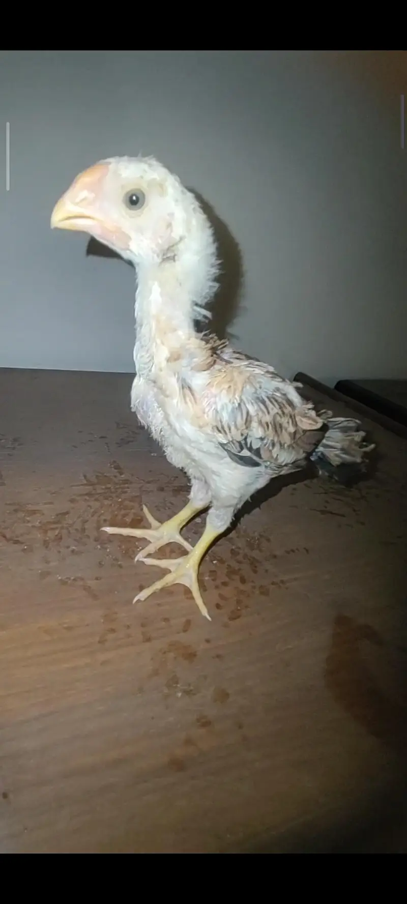shamo chicks — photo 10