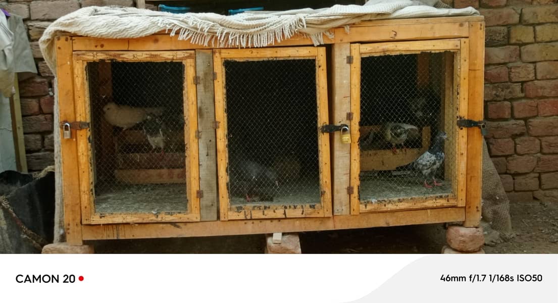 Hen cage 1