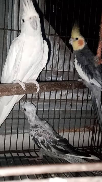 cocktail breeder pair with chick