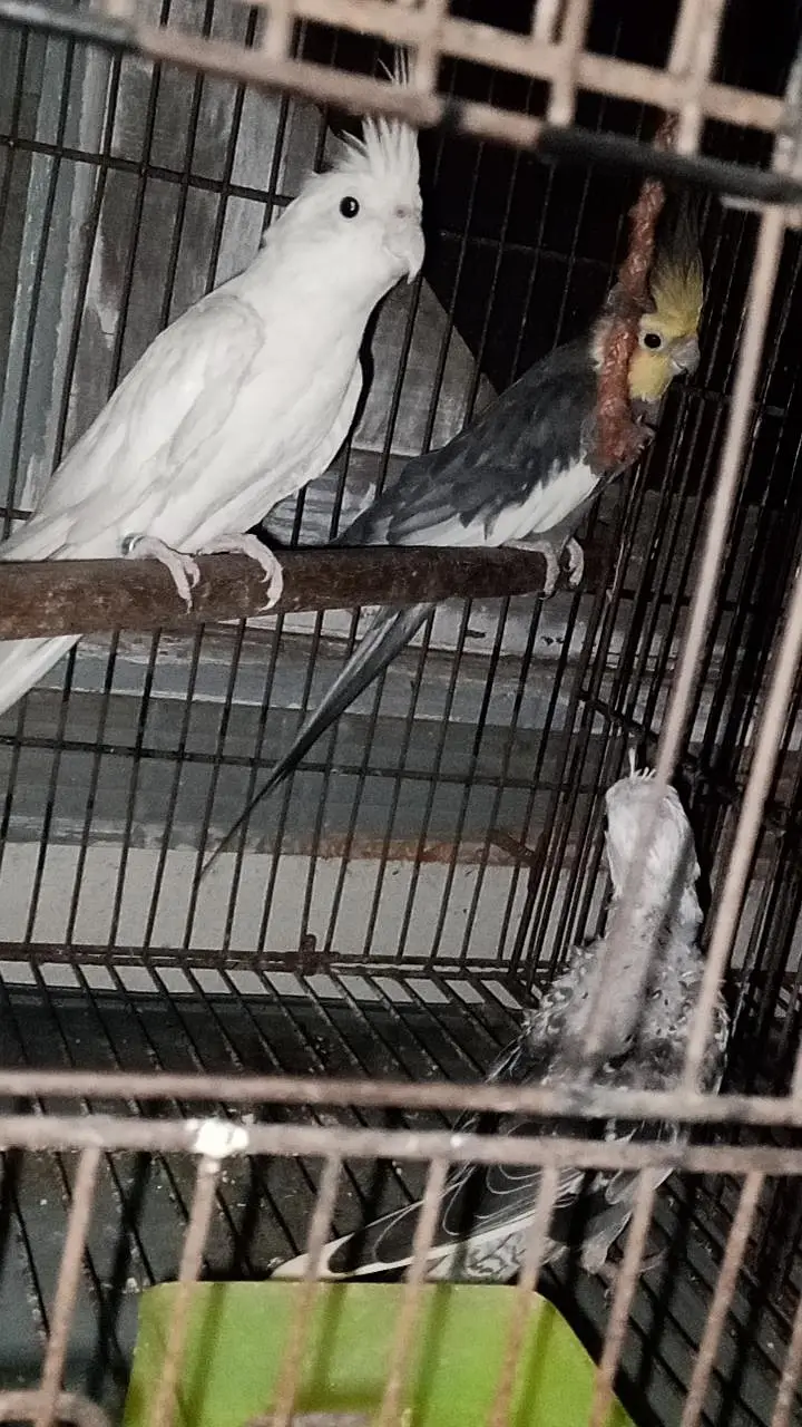 cocktail breeder pair with chick — photo 2
