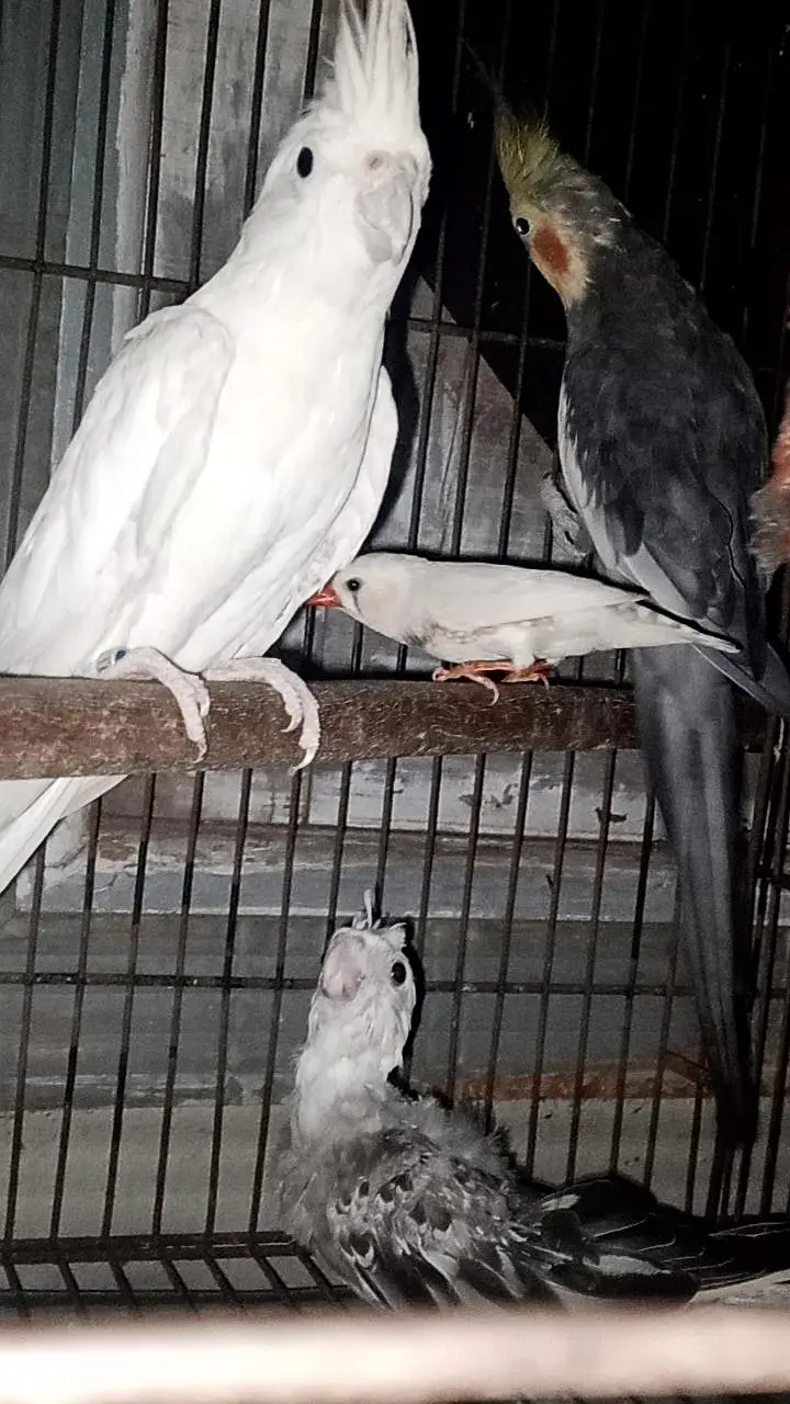cocktail breeder pair with chick — photo 3