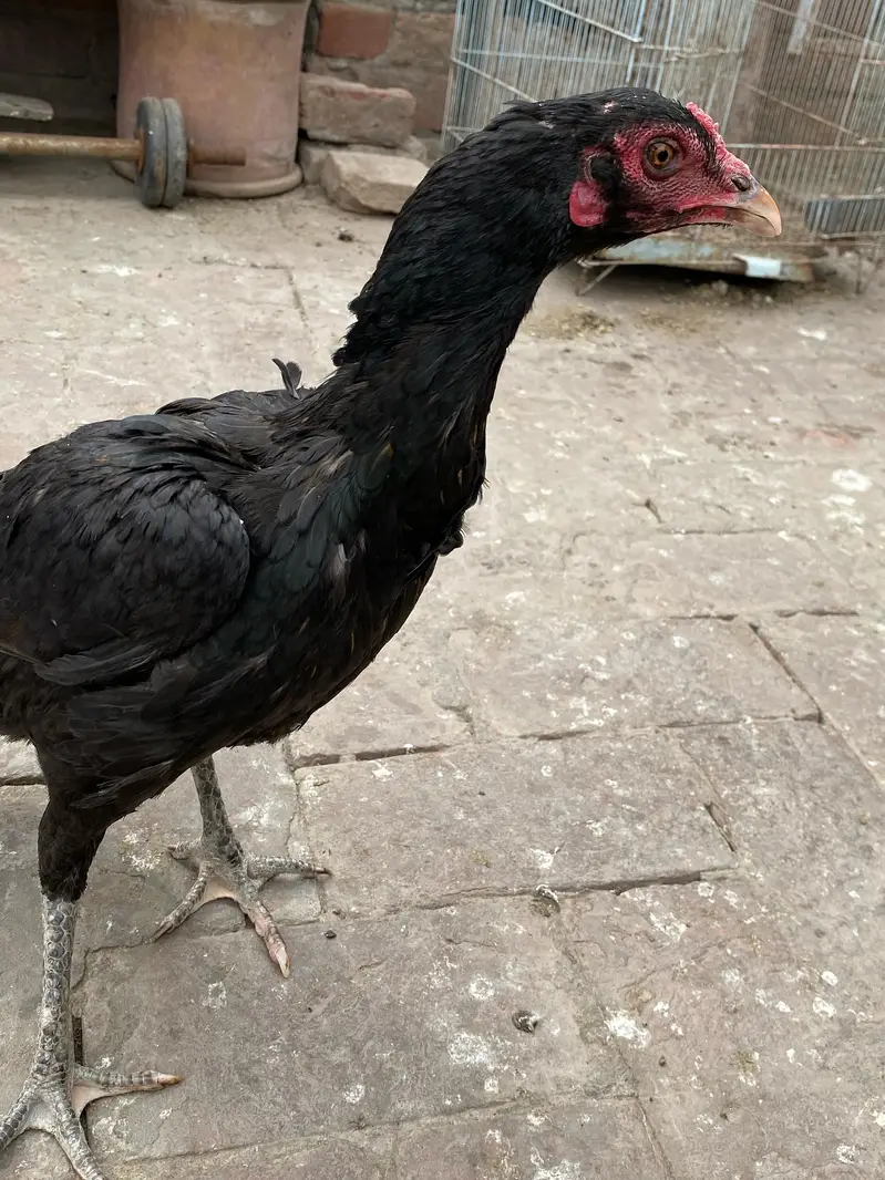 Urgent sell — photo 2