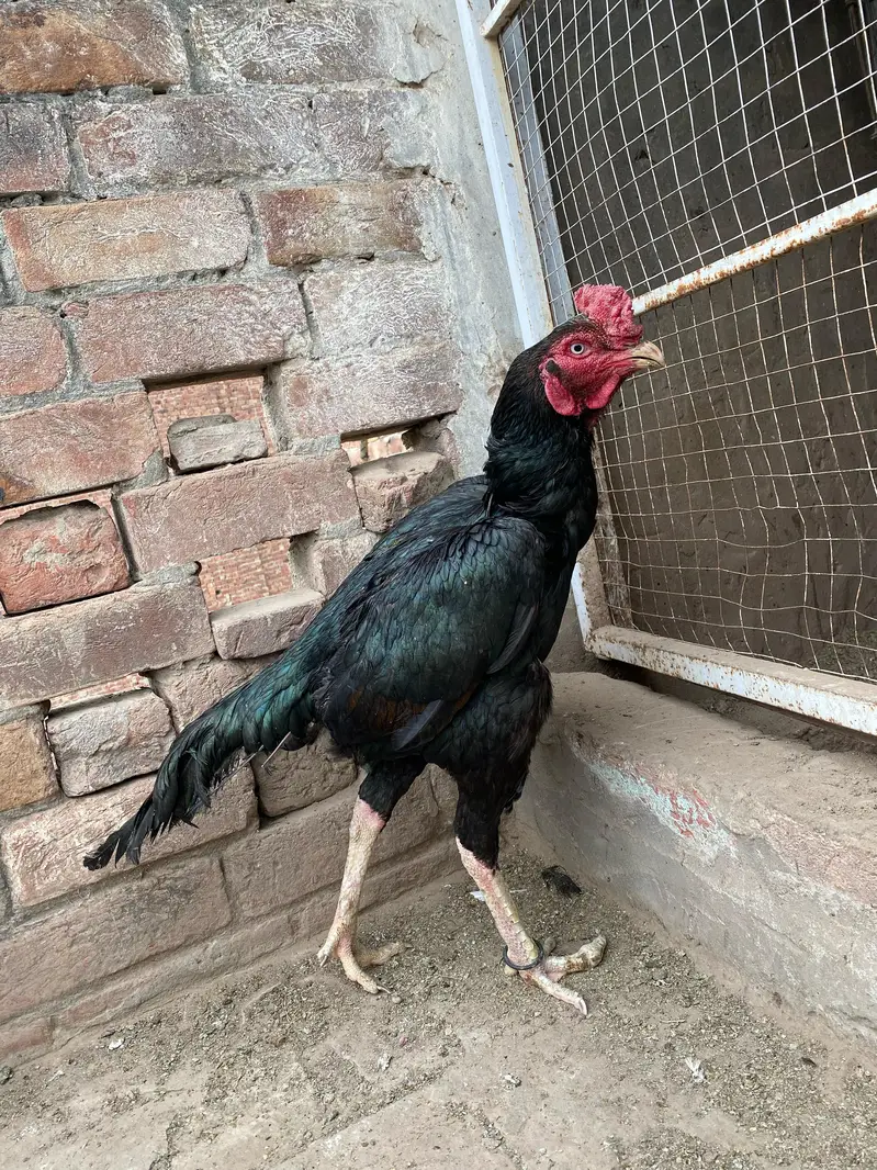 Urgent sell — photo 4