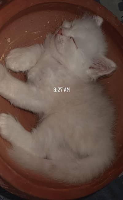 persian kittens