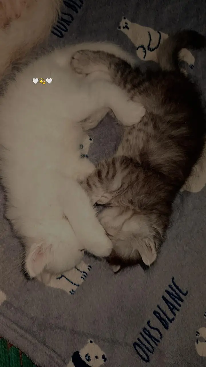 persian kittens — photo 2