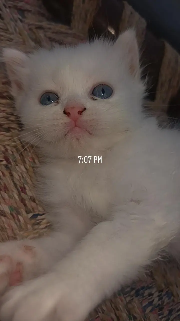 persian kittens — photo 3