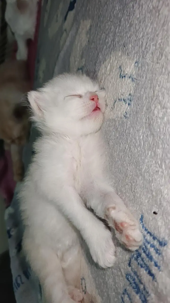 persian kittens — photo 4