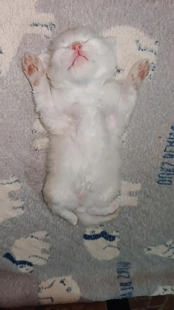 persian kittens — photo 5