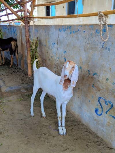 Rajinpuri female