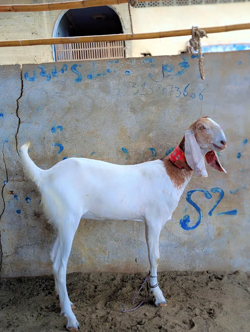 Rajinpuri female — photo 2
