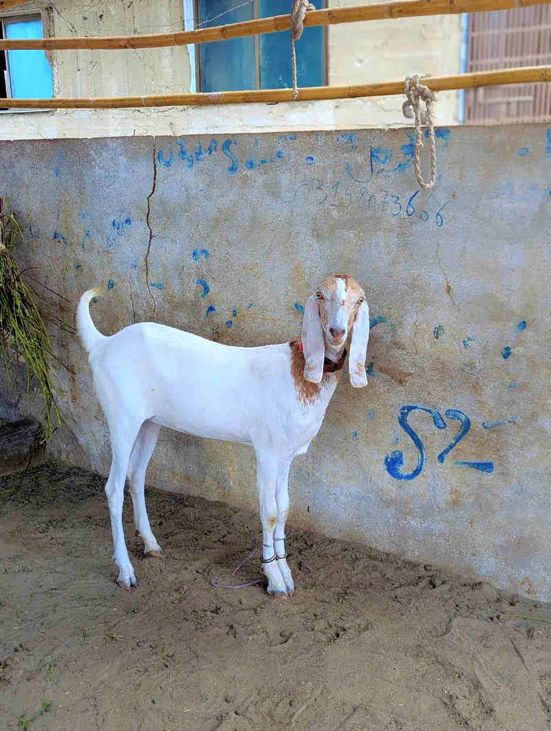 Rajinpuri female — photo 3