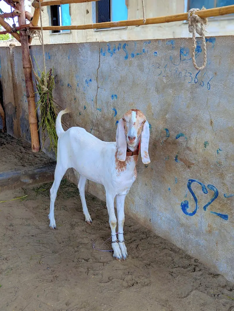Rajinpuri female — photo 4