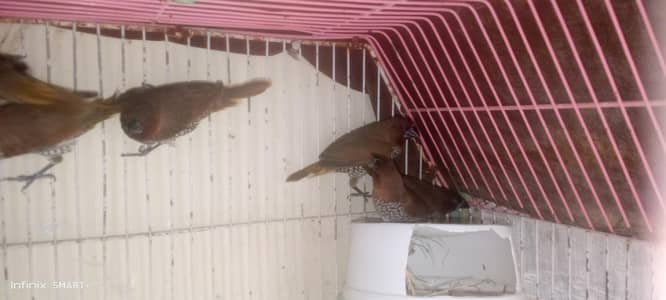 euro banglies finches