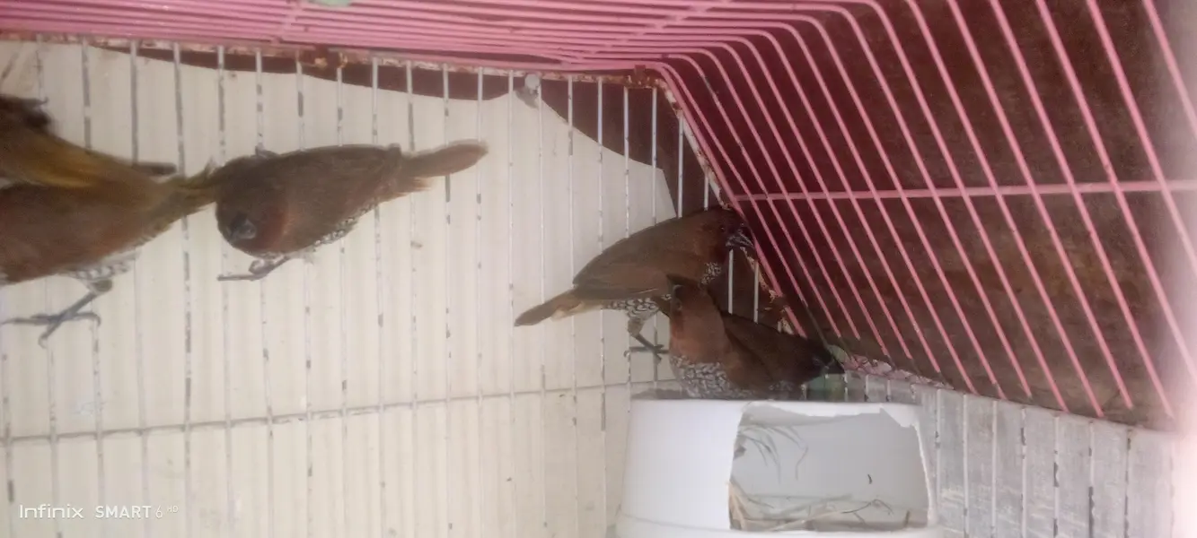 euro banglies finches